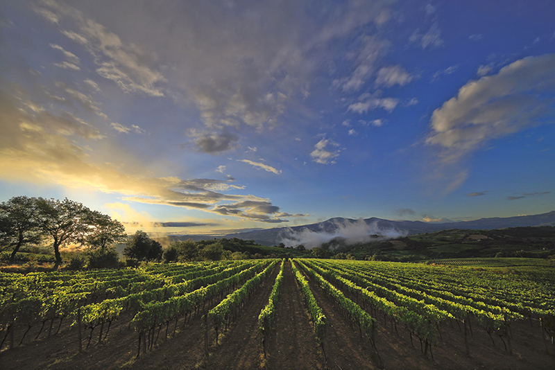 Vineyards of San Polo on at dusk