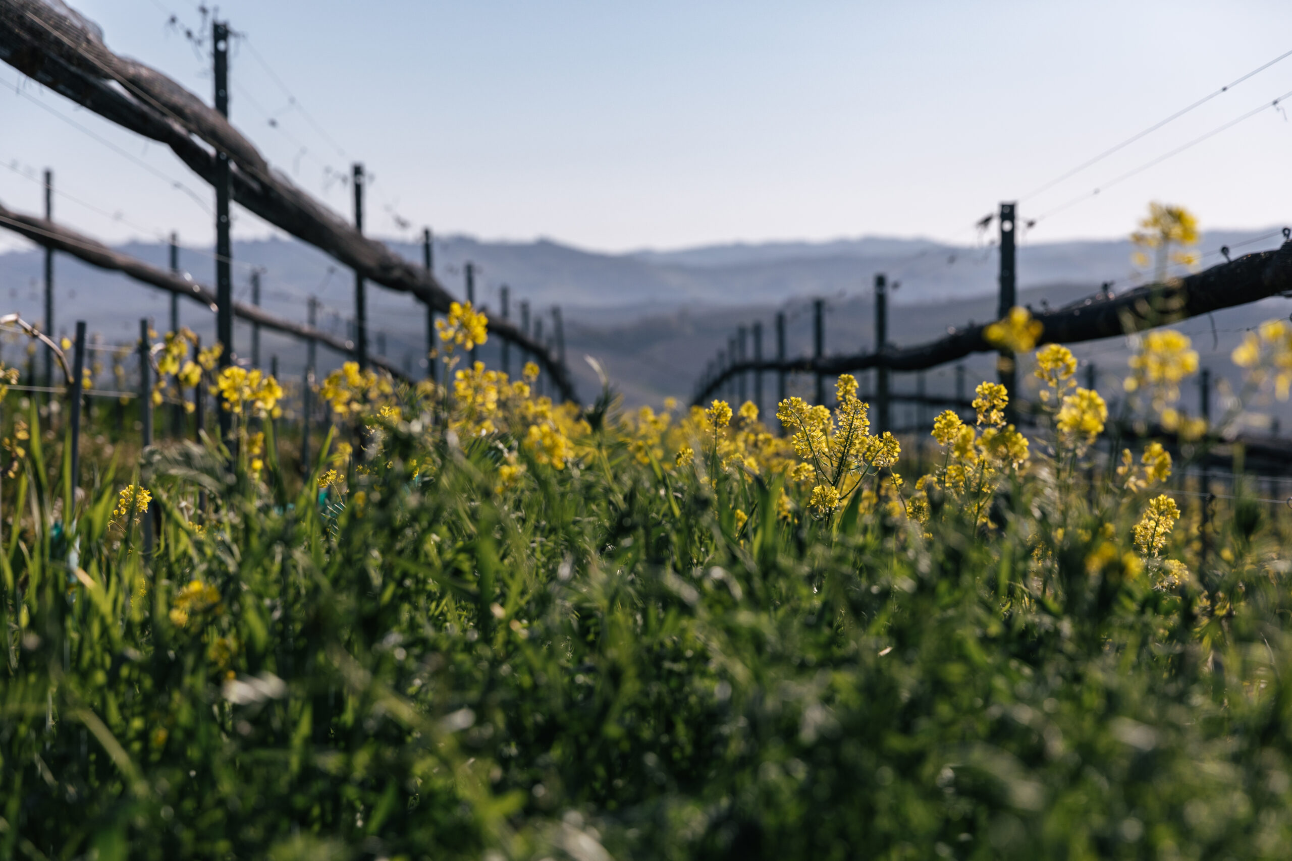 Color image of wildflowers along a wooden fence