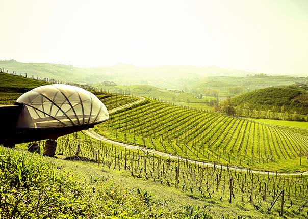 Color image of vineyards