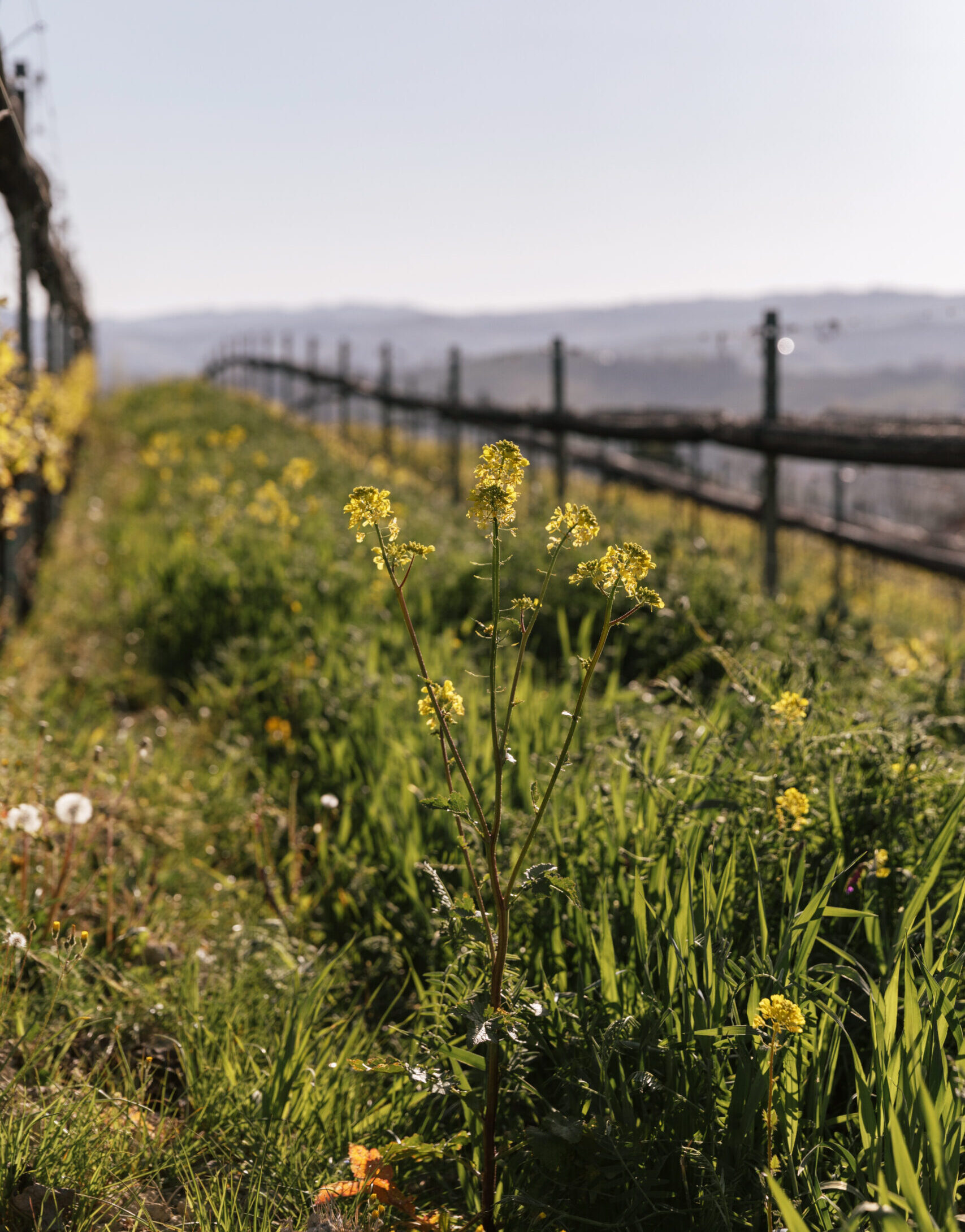 Color image of a wooden fence in the sunny outdoors