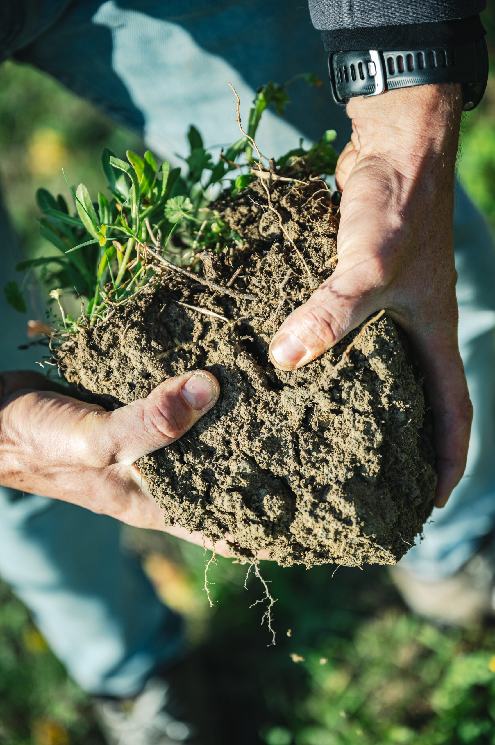 Color image of a pair of hands holding a clump of dirt